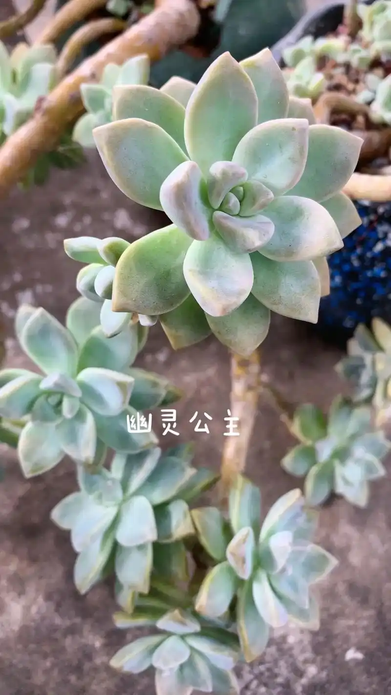 淡雪紫雾放一起还是很好分辨出来,幽灵公主就看不00了.#多肉 - 抖音