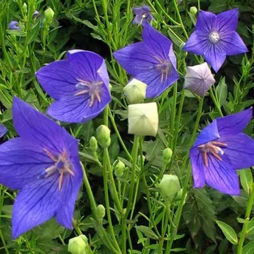 桔梗500g秦岭新鲜桔梗三年生新鲜桔梗狗宝咸菜产地直供10斤新鲜桔梗