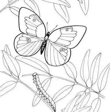 毛毛虫演变蝴蝶过程简笔画