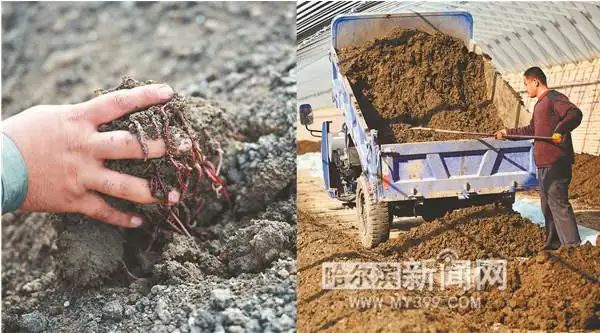 牛粪养蚯蚓 土里刨出"金"