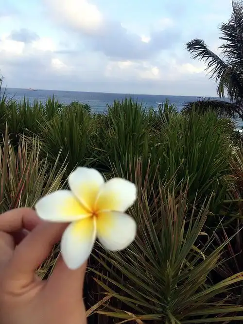 亚龙湾的酒店几乎都有种鸡蛋花 在海边认识一位美女 她是成都的 我