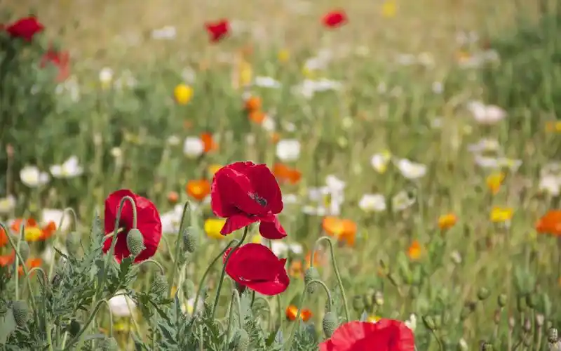 鲜艳唯美的罂粟花电脑壁纸