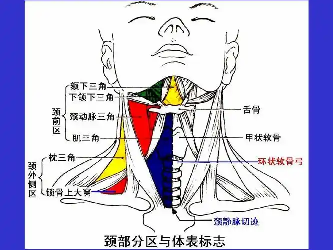 医学五年制局部解剖学课件 神经系统解剖 甲状腺手术 最全人体解剖图