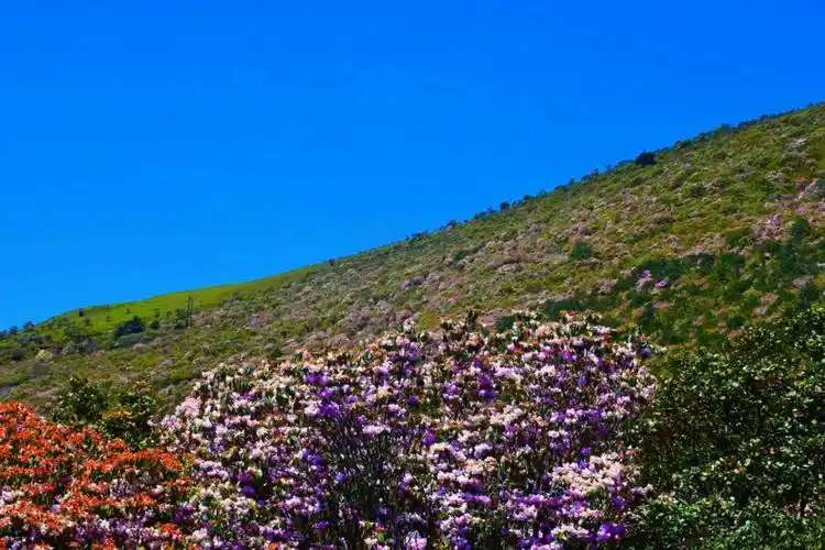 5.13 索玛花有些凋谢了可没失望