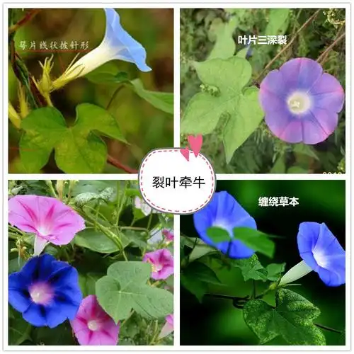 首页 科普专栏 中医药知识  重点区别在茎,叶,花,萼片    牵牛花:旋花