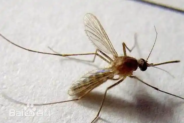 这种蚊子还有葫芦形的?