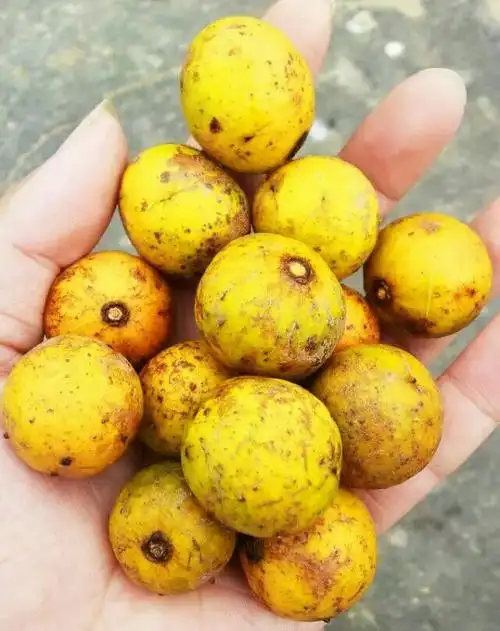 本园位于阳春市岗美镇,主产仁面果.