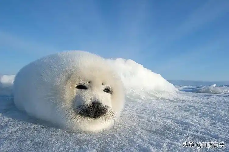 竖琴海豹可爱图片(北极最萌"留守儿童",谁看了不想抱豹) | 说明书网
