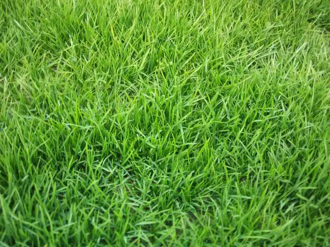 黑麦草,高羊茅,早熟禾