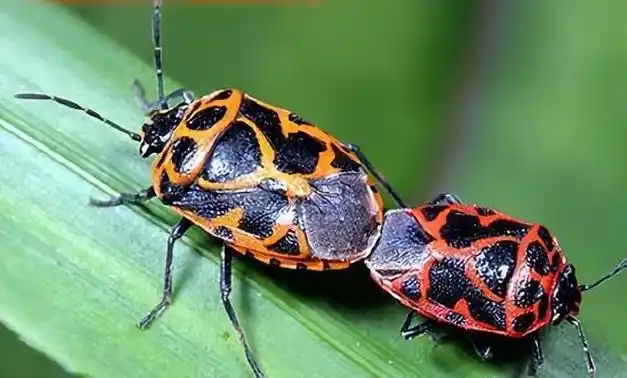 南方多地出现大量臭屁虫进门入室臭不可闻这种虫还能吃