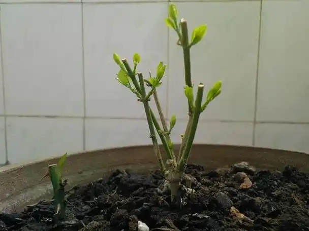 茉莉花要舍得修剪这样才能株型好花开多附上图文修剪生长过程