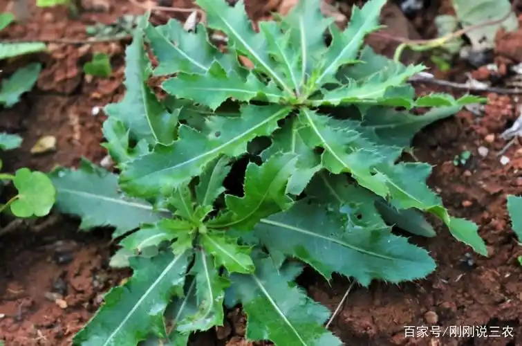 苦菜可抑制白血病