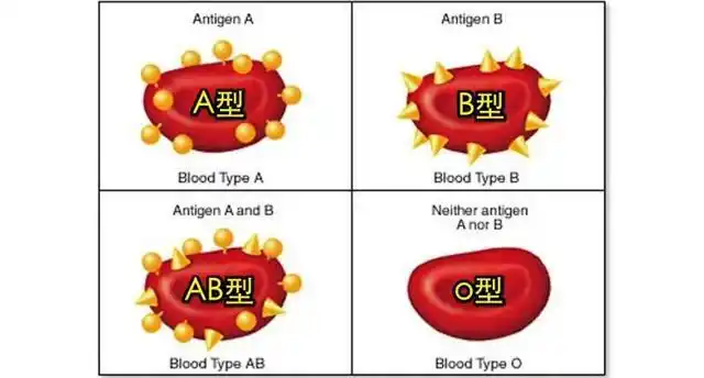 a型,b 型,o型,ab型,你的血型容易得什么病?99%准!