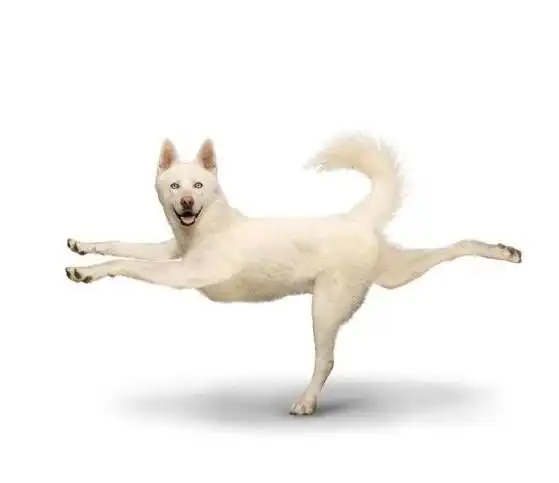 "瑜伽狗"搞笑健身两不误,萌死人啦