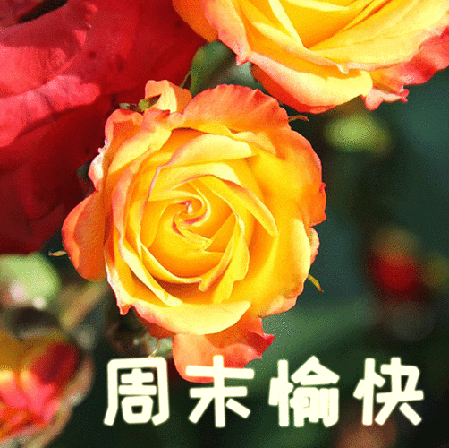 周末早安图片祝福语 周末愉快图片带字大全