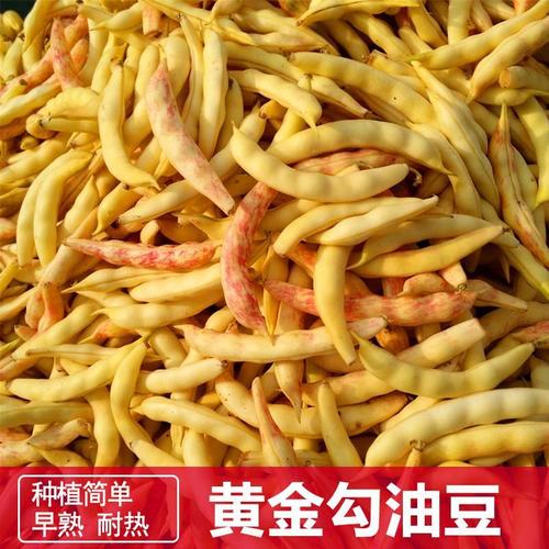 黄金钩豆角种子红黄金勾架豆无筋无柴东北金油豆角籽早熟蔬菜种孑