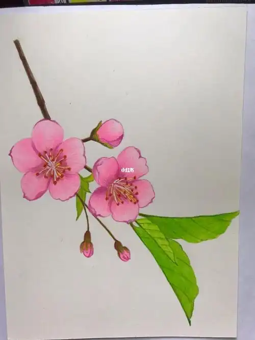 彩铅樱花,马可作品打卡