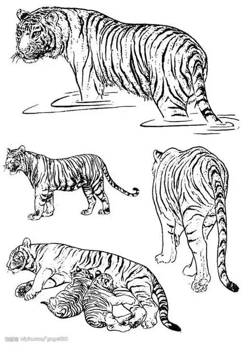 老虎简笔画画法老虎简笔画画法步骤图解