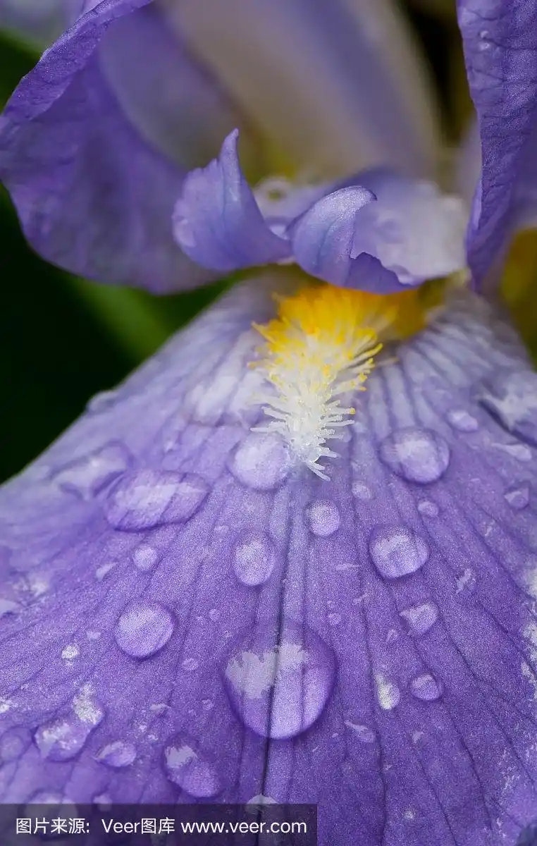 雨滴落在蝴蝶花的花瓣上