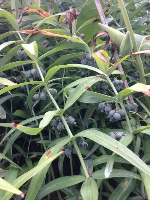 白微药材种子黄精药材种子