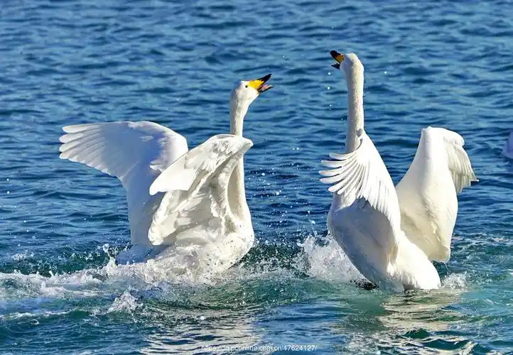 威海荣成天鹅湖