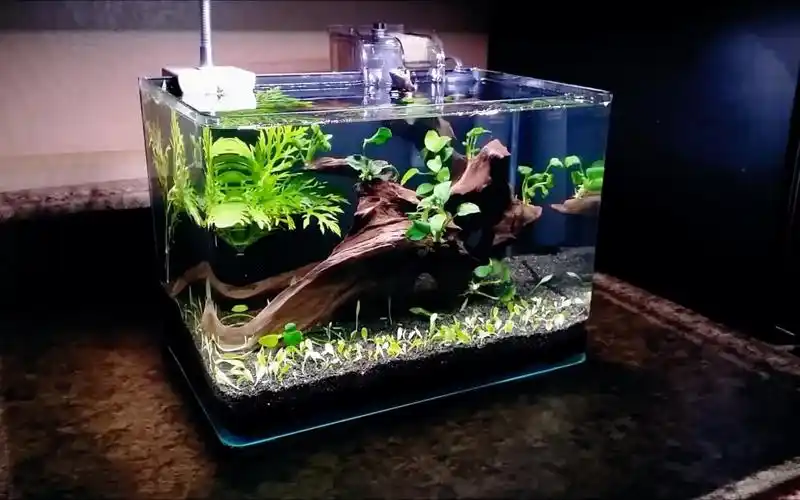 新手推荐,简单的30鱼缸开缸造景过程,看完你也会