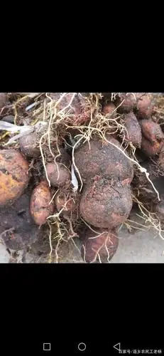 金果榄的前景如何,怎样种植,谈谈我种植的心得体会