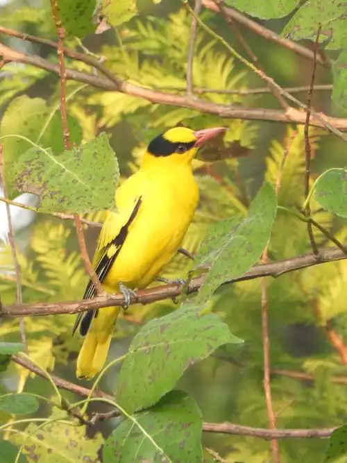 黑枕黄鹂  black-naped oriole    oriolus chinensis   雀形目  黄鹂