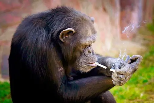 世界无烟日 看植物界"烟鬼"吞云吐雾