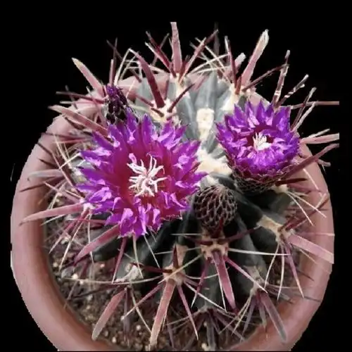 日出实生仙人球狂夏季开花花丽美花仙人掌办公桌多肉植物