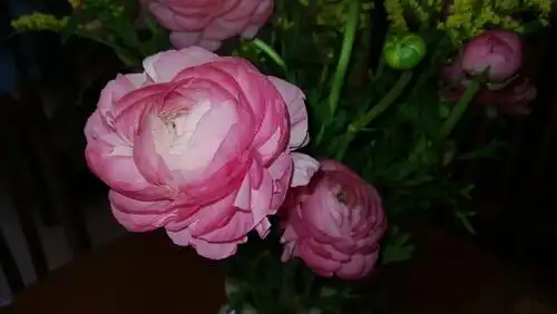 受欢迎的美艳洋牡丹