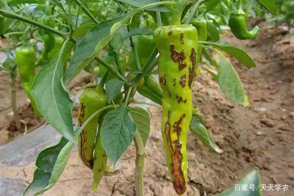 辣椒一旦患上晚疫病,就救不了!损失惨重!要早预防!方法看这里