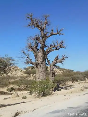 听说这是猴面包树,像一颗巨大的盆景,这样的树在中国的话要值不少钱吧