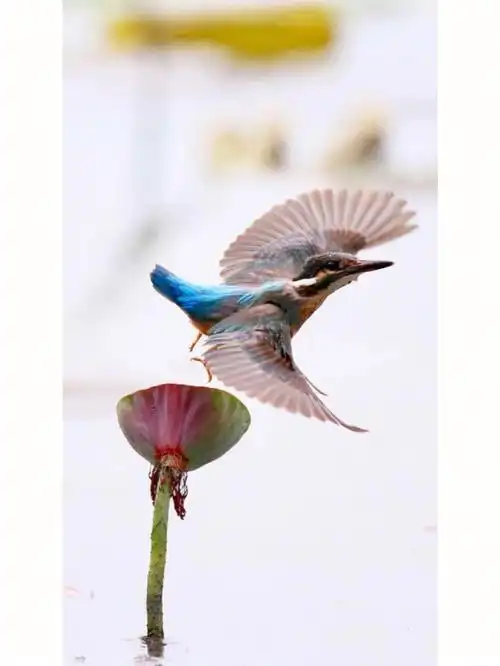 多姿多彩的小翠44