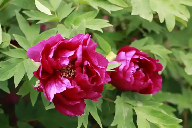 雍容华贵的红牡丹