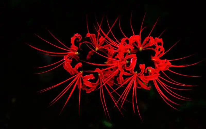 美丽彼岸花高清电脑桌面壁纸下载