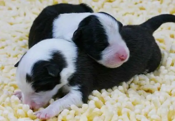 狗刚生下来的小狗会不会动