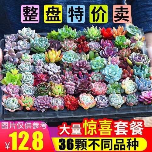 多肉植物品种大全带盆带土小萌肉绿植小盆栽新手试养多肉组合