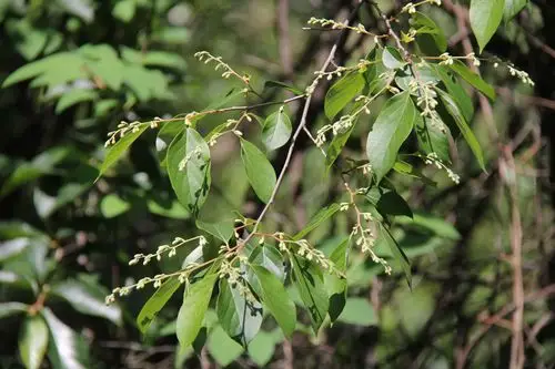 庆元植物1333-安息香科-安息香属-越南安息香