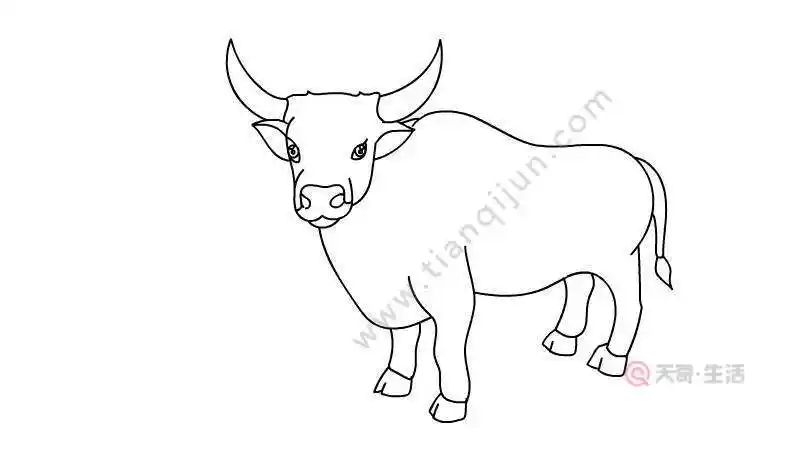 简笔画素描牛