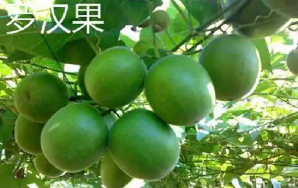 农种网 罗汉果种植罗汉果叶片为膜质,呈卵形心形,阔卵形心形或者三角