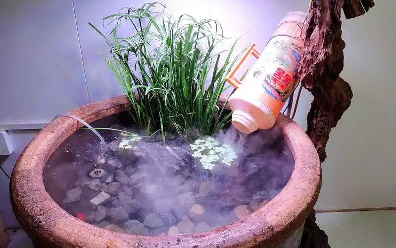 老水缸养金鱼,做造景,让它仙气飘飘