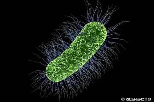 细菌