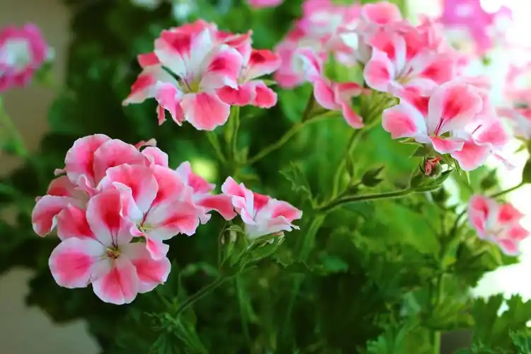 大花天竺葵