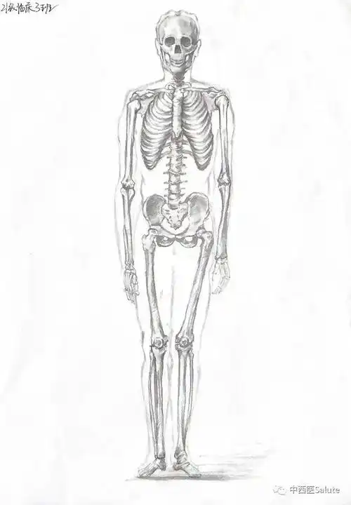 厉害了力明学子手绘人体解剖图勾勒人体之美