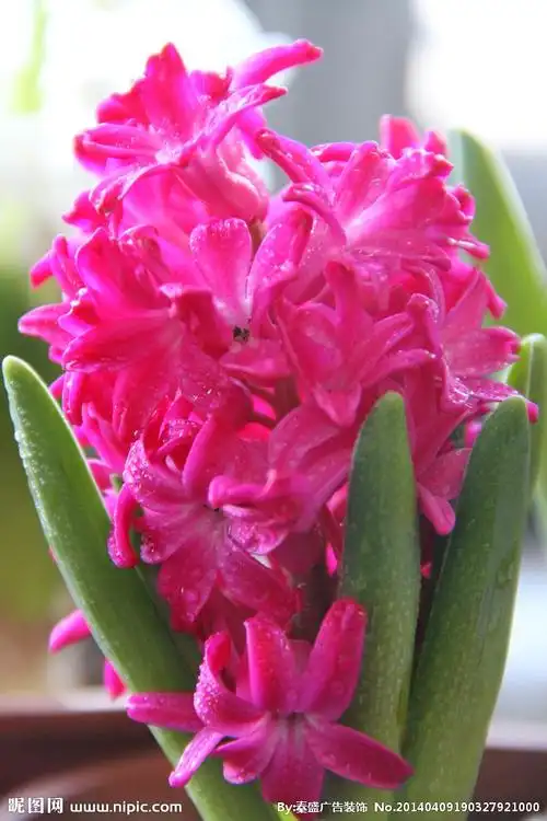 红色风信子图片