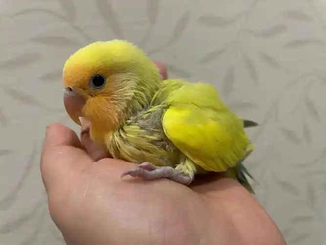 我也有金面宝宝啦