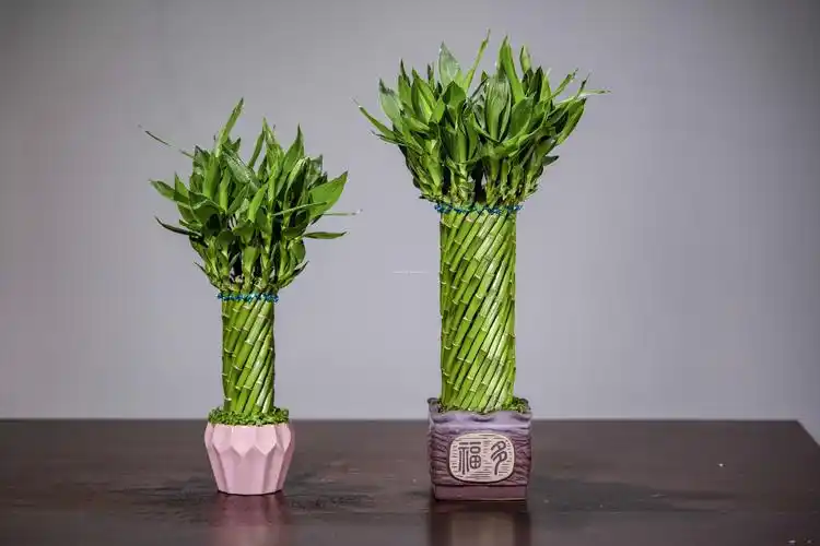 所有行业  农业 观赏植物  盆景产品名称 风水轮 (螺旋幸运竹) 本机