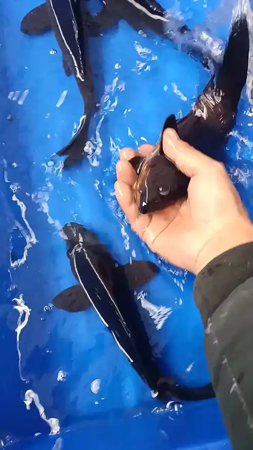 镇宅辟邪风水鱼,铁包金,30公分.-情感视频-搜狐视频