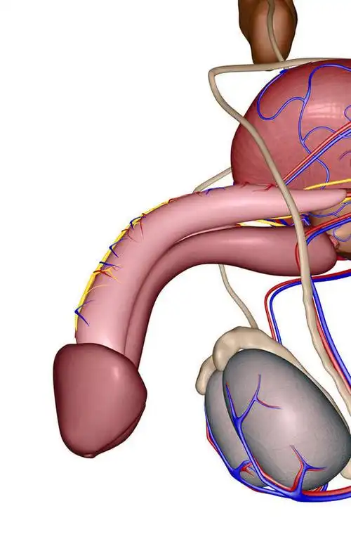 动脉,静脉,阴茎,睾丸,无人,竖图,插画,室内,特写,白天,白色背景,正面